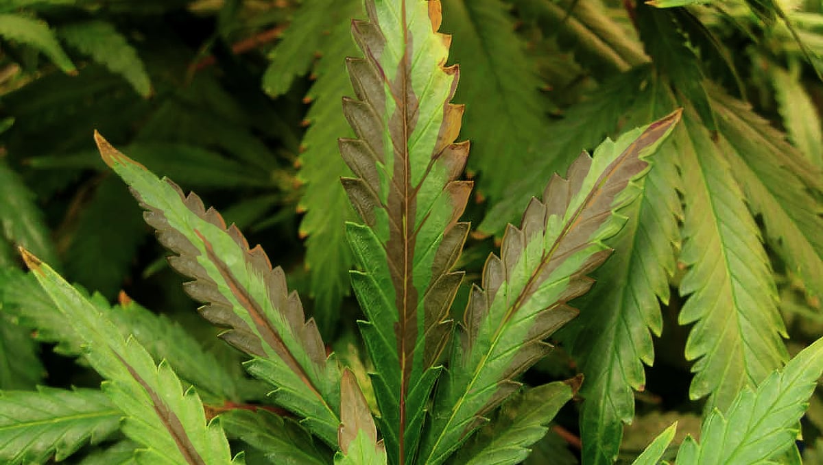Cómo aumentar los rendimientos del cannabis con CO2: Síntomas