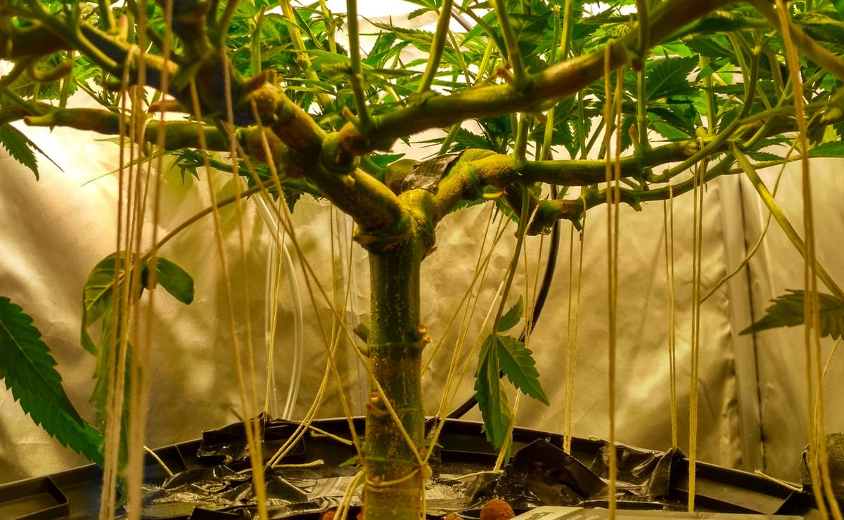 What is Pruning and Why Prune Your Cannabis Plants: Cannabis plant after pruning
