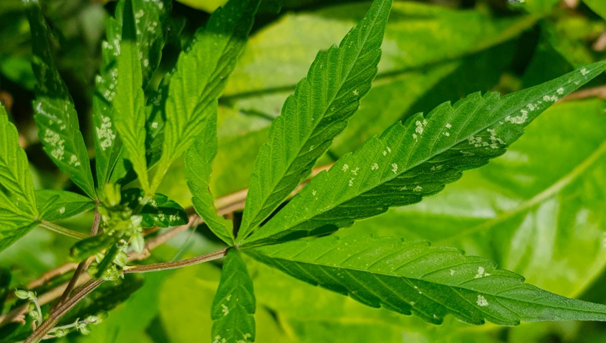 Thrips in cannabis: symptoms