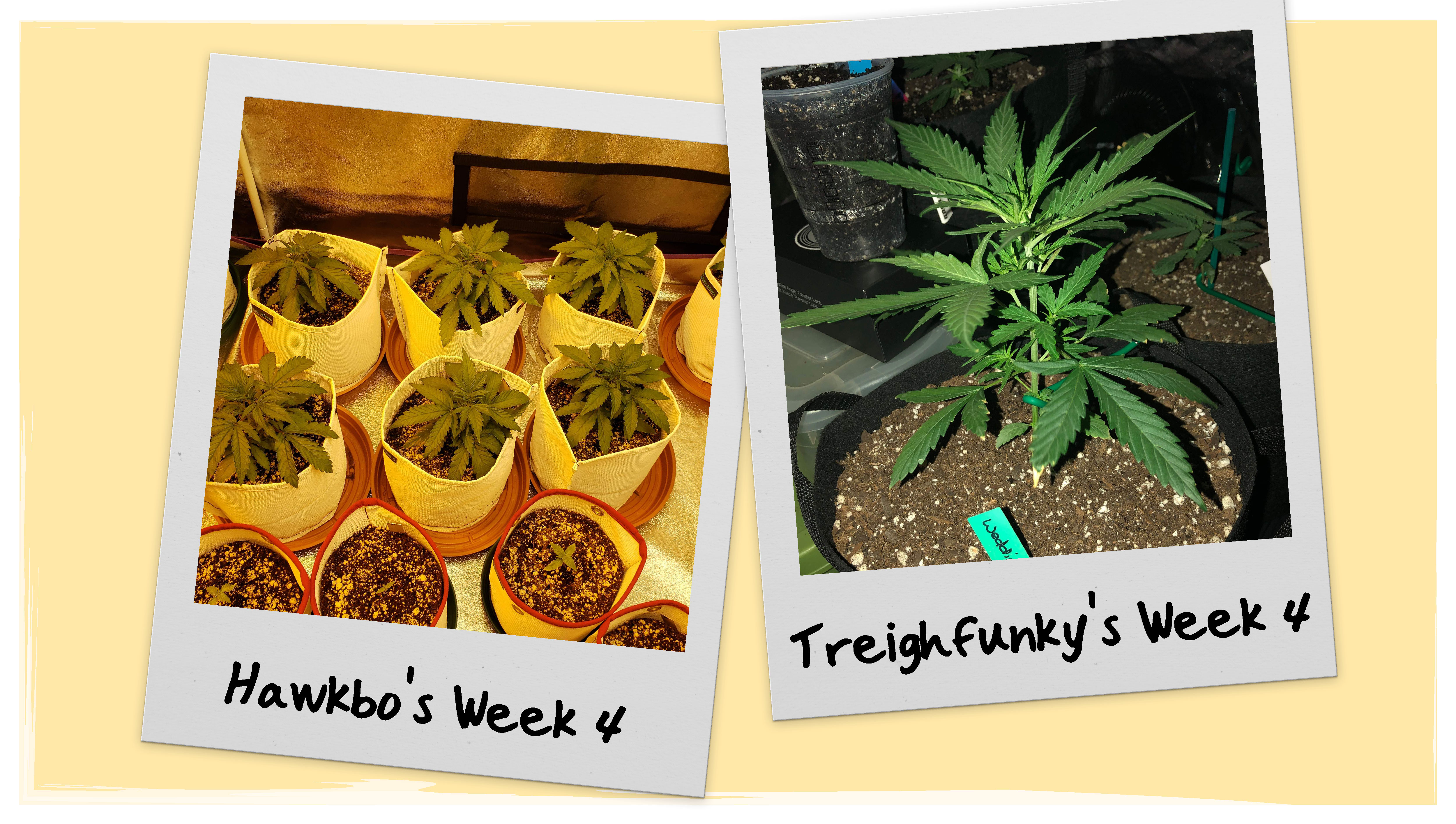 Wedding Cheesecake Grow Progress - Week 4 Wedding Cheesecake Grow Progress - Week 4