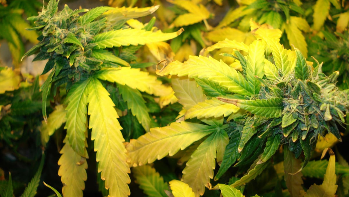 Признаки передозировки марихуаной выращивать коноплю на гидропонике