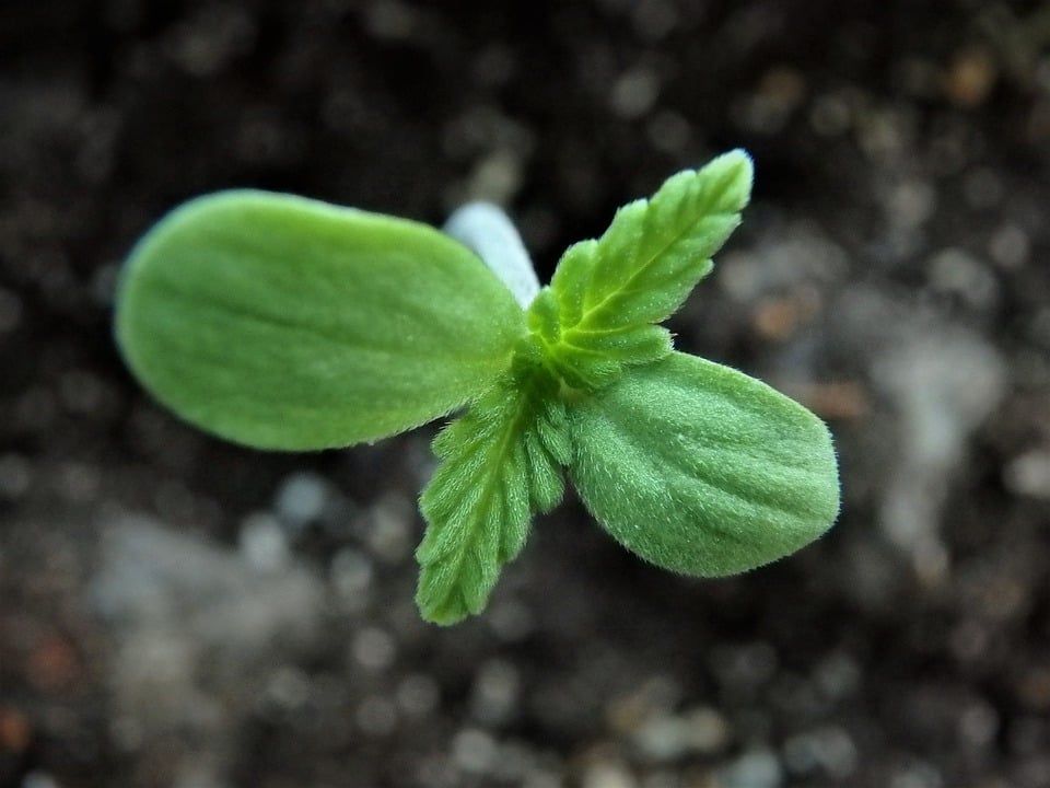 fastbuds cannabis seedling