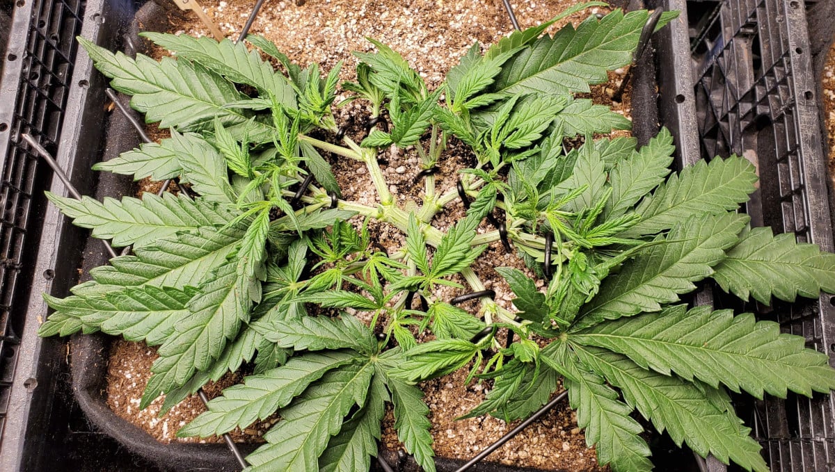 Gelato Auto Cannabis Strain Week-by-Week Guide: A mainlined marijuana plant after the fourth topping