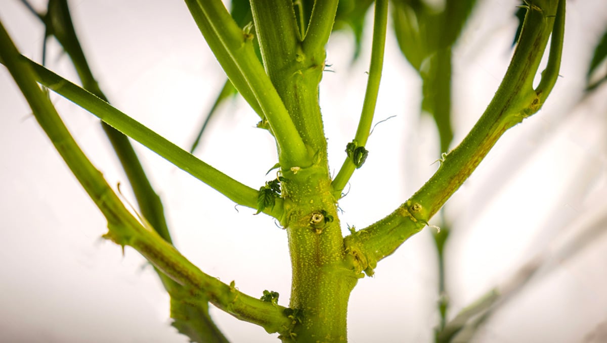 What Can You Do With Cannabis Stems: What Can You Do With Stems?