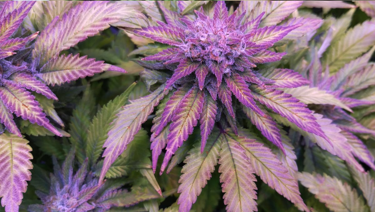 Why do cannabis turns purple?: how do they work
