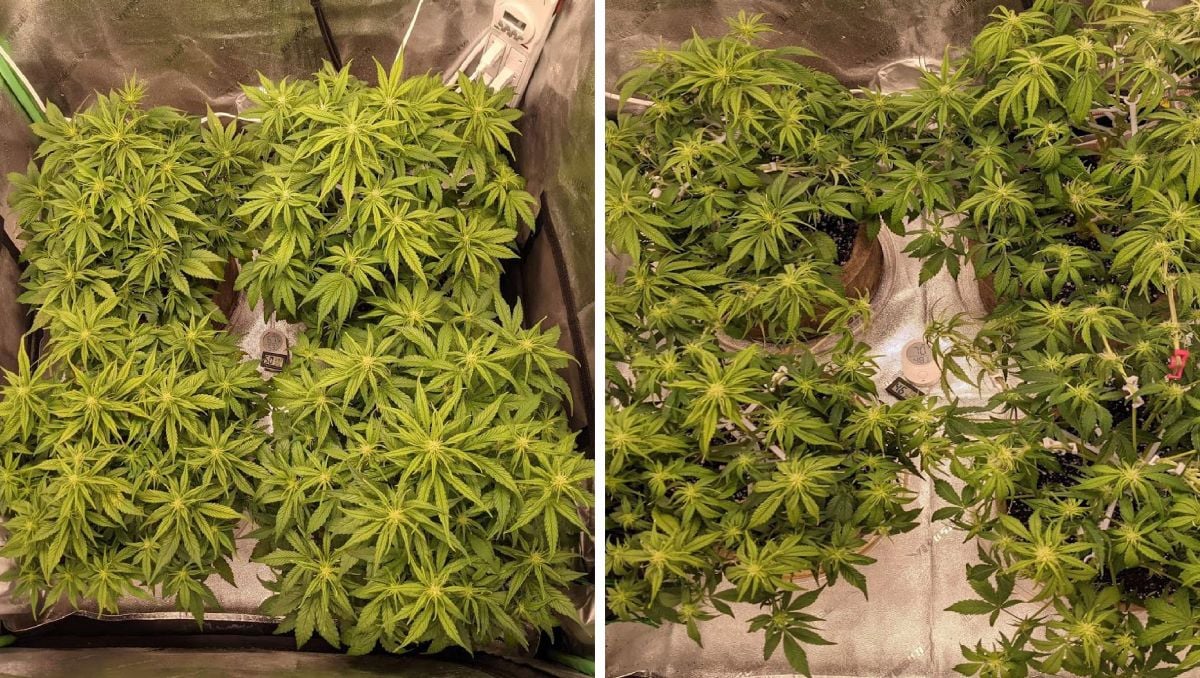 Gorilla Cookies Auto Cannabis Strain Week-by-Week Guide: Heavy defoliation done right