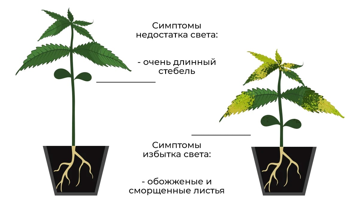 Как делать рассаду марихуаны семена конопли для сыроедов