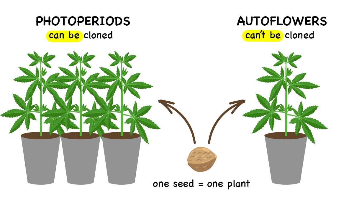 Photoperiods vs autoflowers: cloning