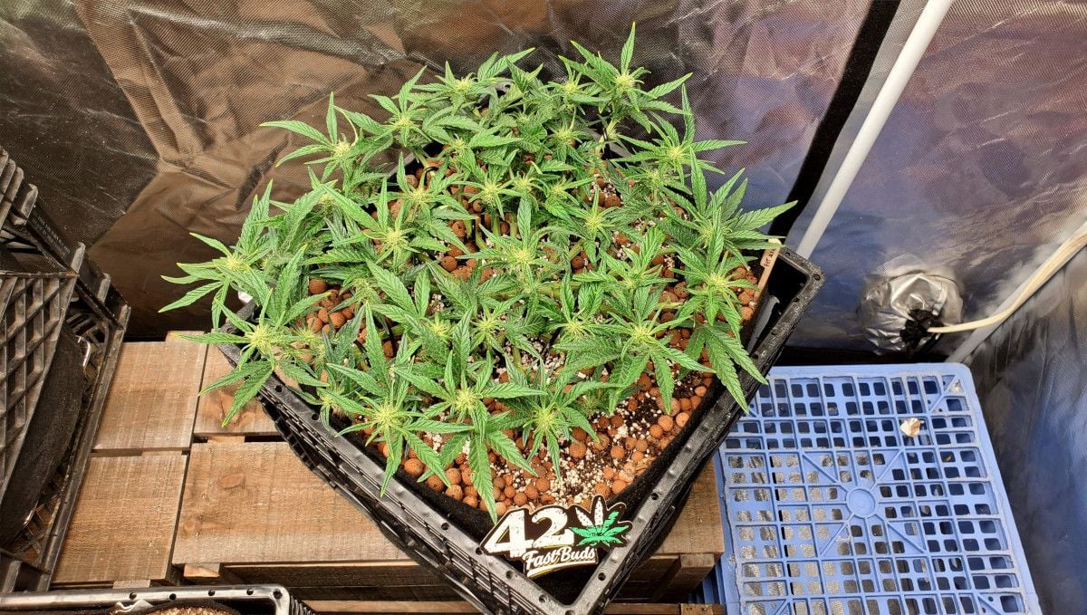 Purple Punch Auto Cannabis Strain Week-by-Week Guide: A topped and tied down weed plant begins to flower in an indoor setup