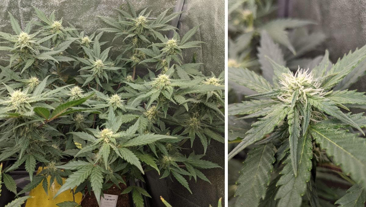 Tropicana Cookies Auto cannabis strain: early flower | weeks 6-7 | a weed plant that started to flower and a closeup of a bud with a bunch of white hairs and covered in trichomes