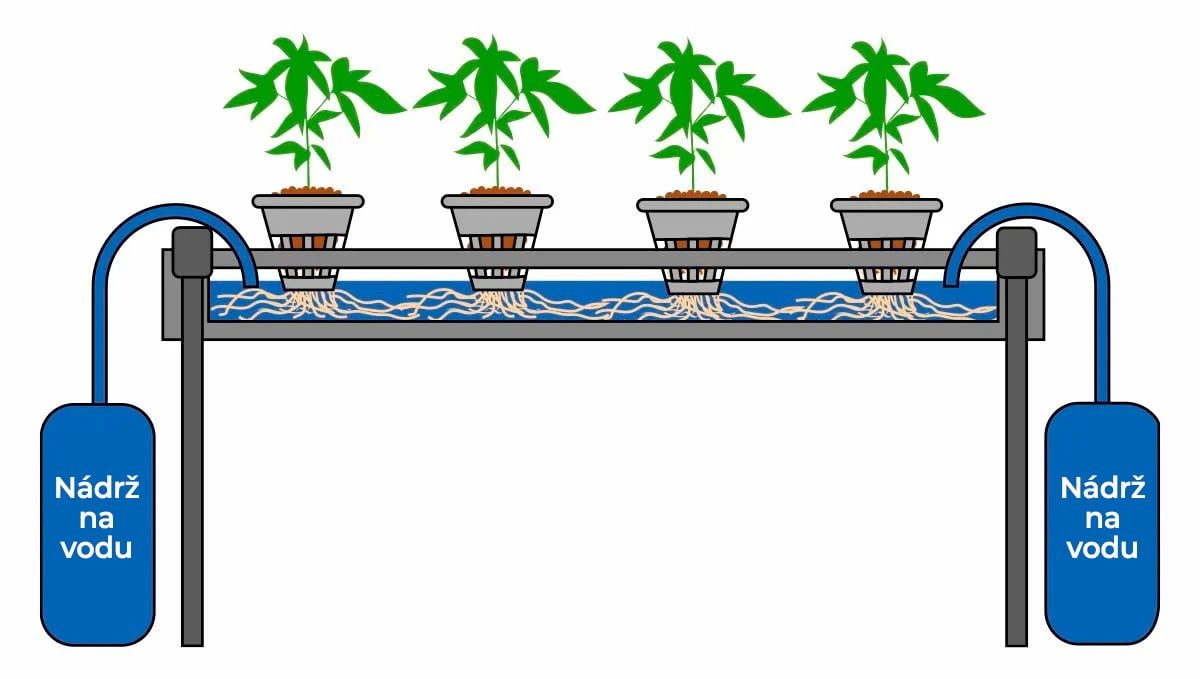 Samonakvétací konopí v hydro: swc