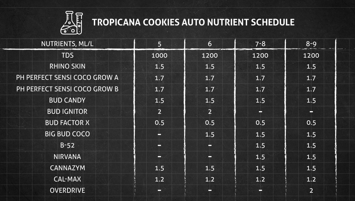 Tropicana Cookies Auto cannabis strain: nutrient schedule for the flowering stage
