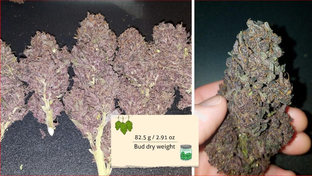 Blackberry Auto cannabis strain: yield | closeups of dried purple marijuana buds Blackberry Auto cannabis strain: yield | closeups of dried purple marijuana buds