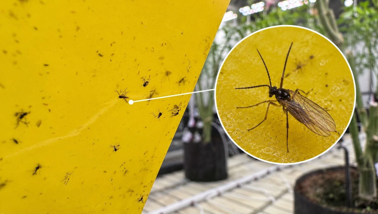 Fungus Gnats