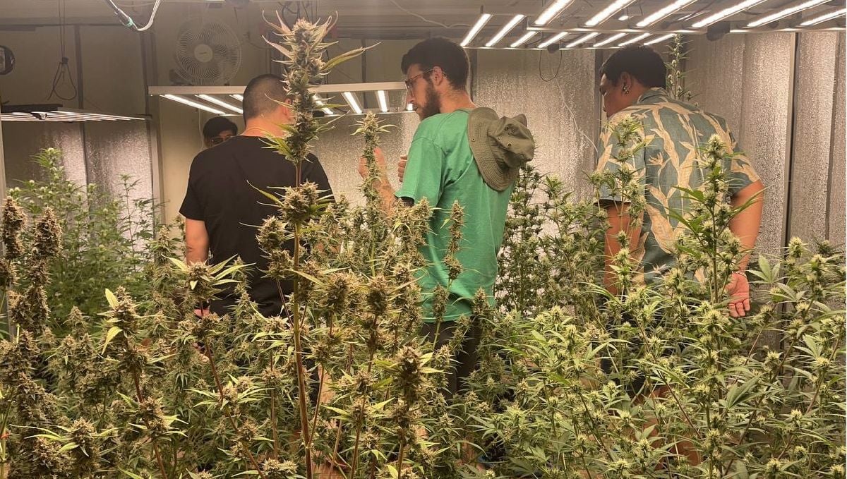 Features of growing cannabis in Thailand: Indoors