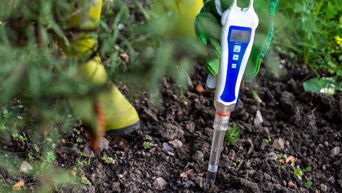 How To Flush Your Autoflowering Cannabis Plants: overfeeding and nutrient lockout