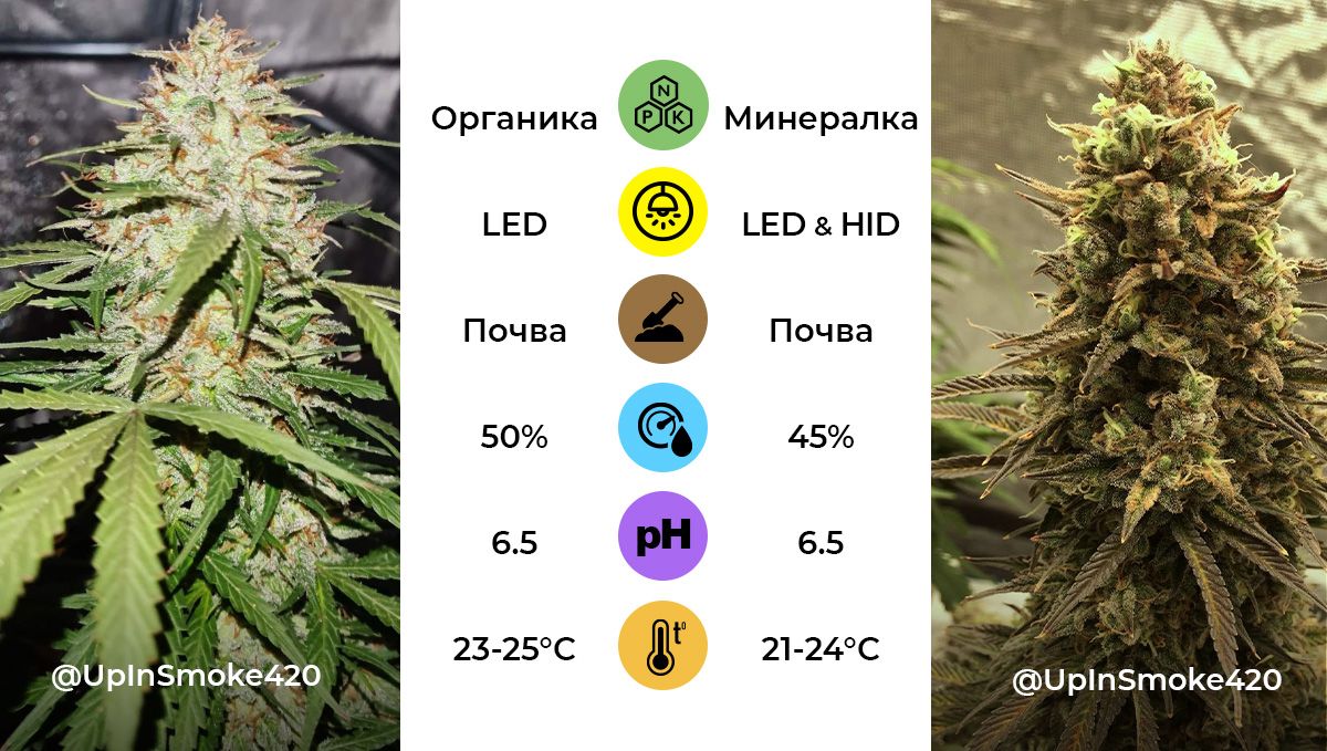 Genotype and phenotype: examples