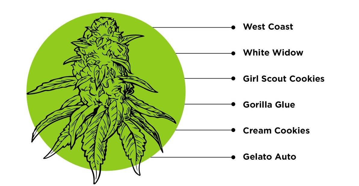 What is Humulene and What Does it Do?: Kush strains