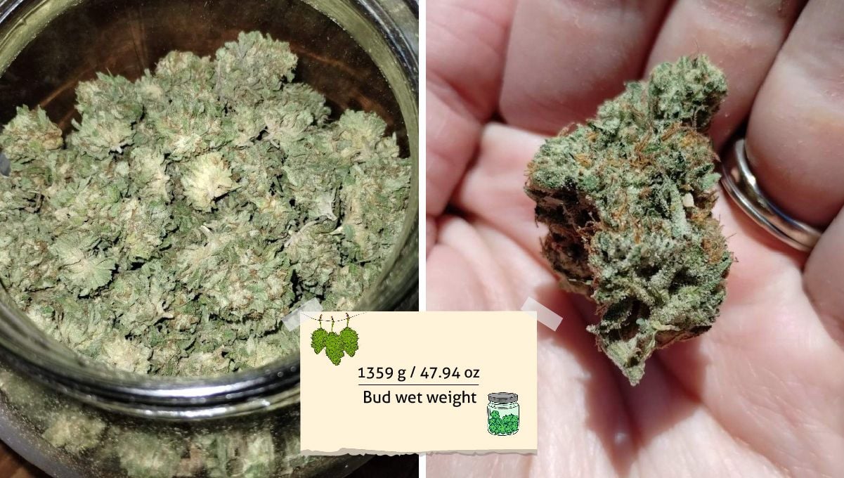 GG4 Sherbet FF cannabis strain: yield | small, tight, green nuggets in a glass jar and one of them on a grower's hand