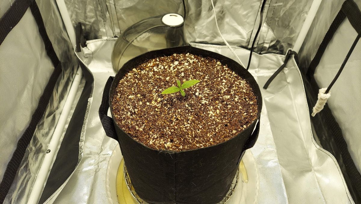 Super Lemon Haze Auto cannabis strain: germination and seedling stage | week 1 | a 7-day old seedling in a big grow bag in a spacious indoor tent