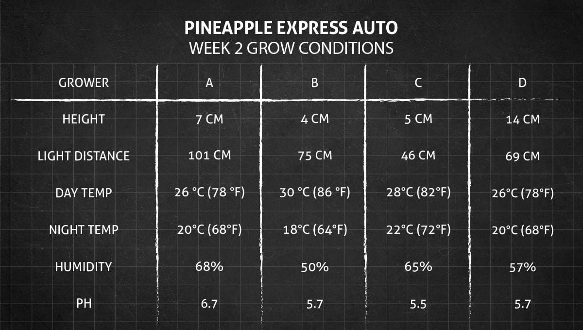 Pineapple Express Auto cannabis strain: week 2 grow conditions