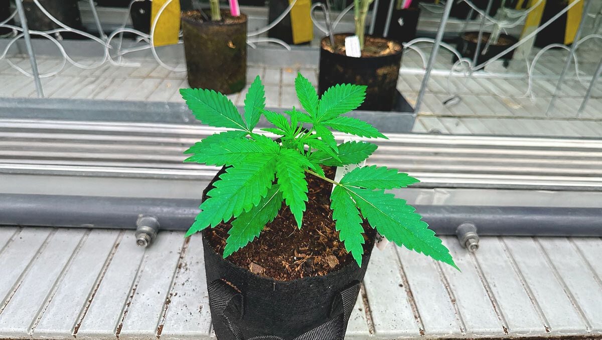Cherry Cola Auto