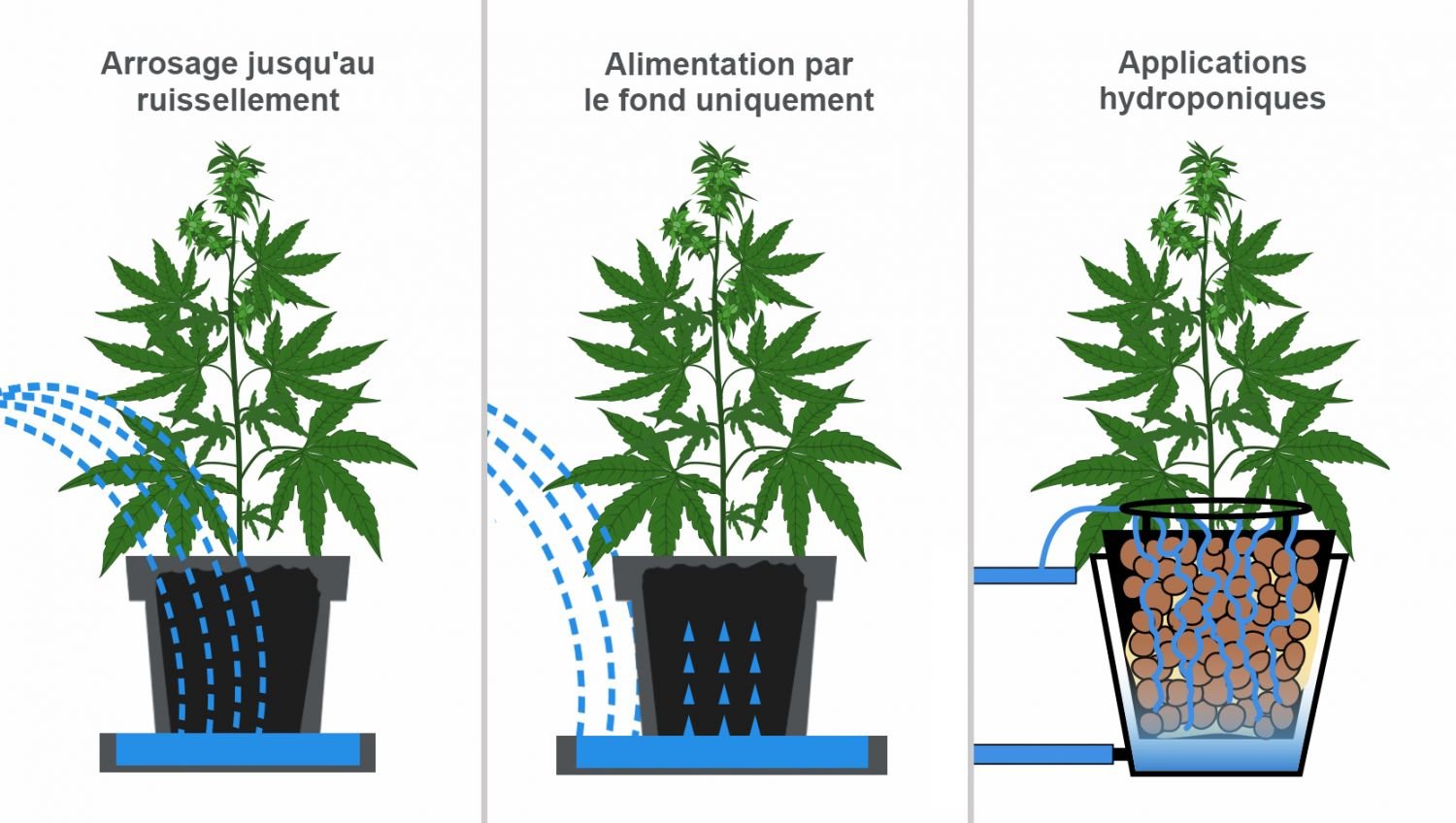Comment soutenir les plantes de cannabis en plein air - Fast Buds