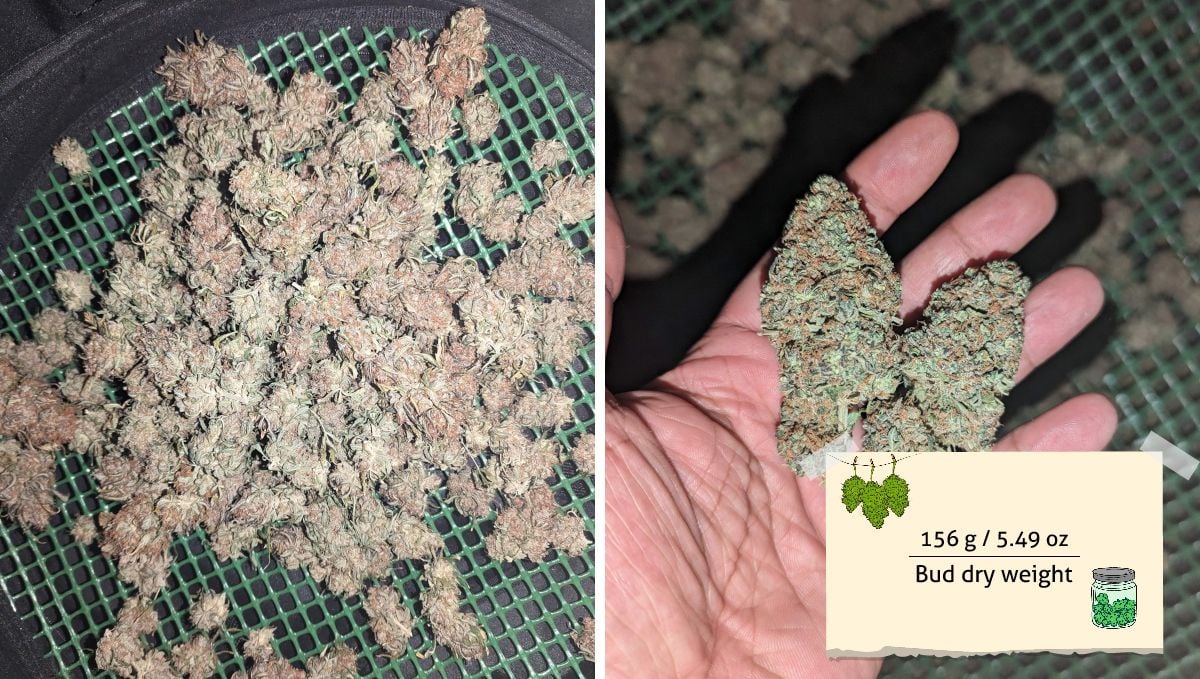 Cream Cookies Auto cannabis strain: yield | a heap of marijuana buds drying on a screen and a grower's hand holding two of them