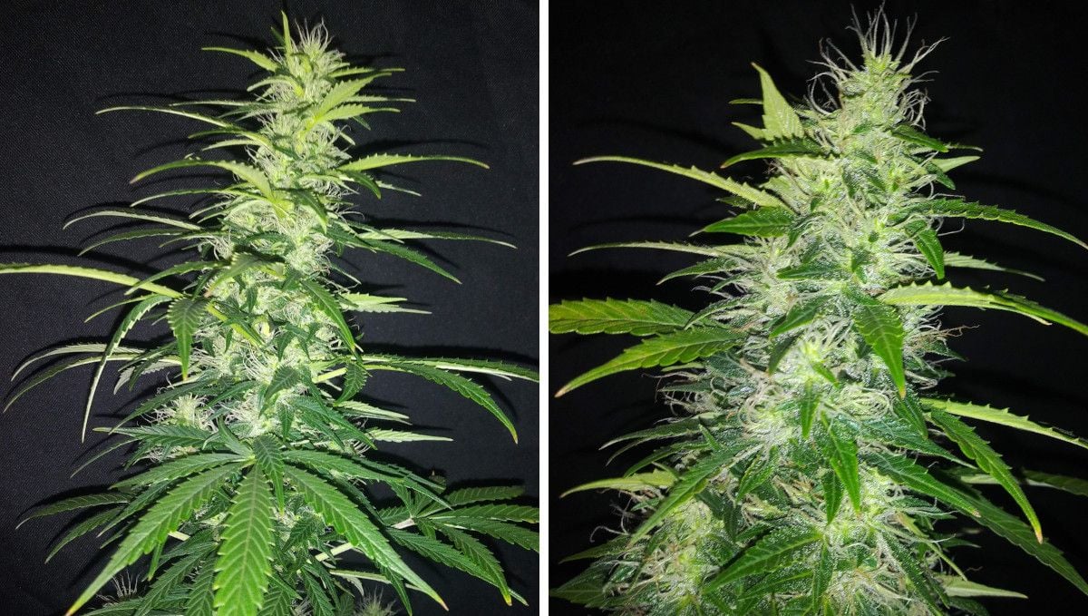Critical Auto Cannabis Strain Week-by-Week Guide: A well-stacked main cola of a plant in mid-flower and a closer look at a maturing bud