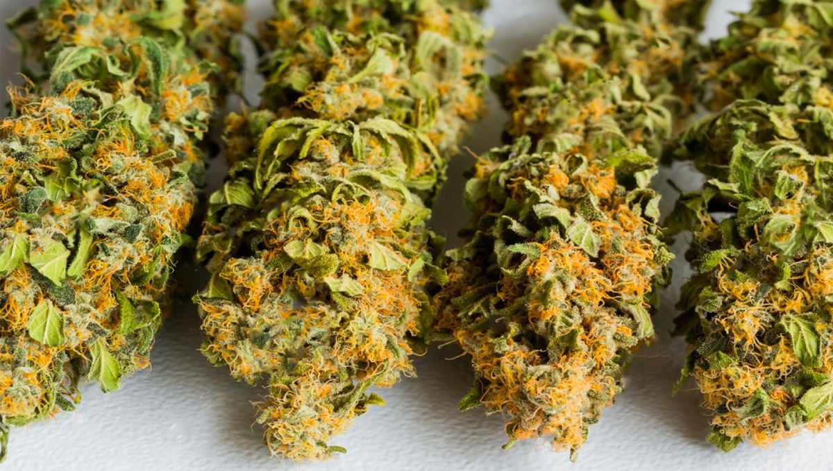 A Grower's Guide on How to Dry Weed