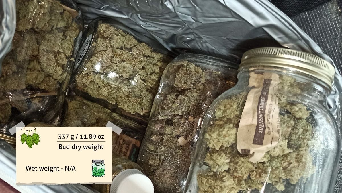 Strawberry Pie Auto Cannabis Strain Week-by-Week Guide: A lot of marijuana buds and kief in glass jars