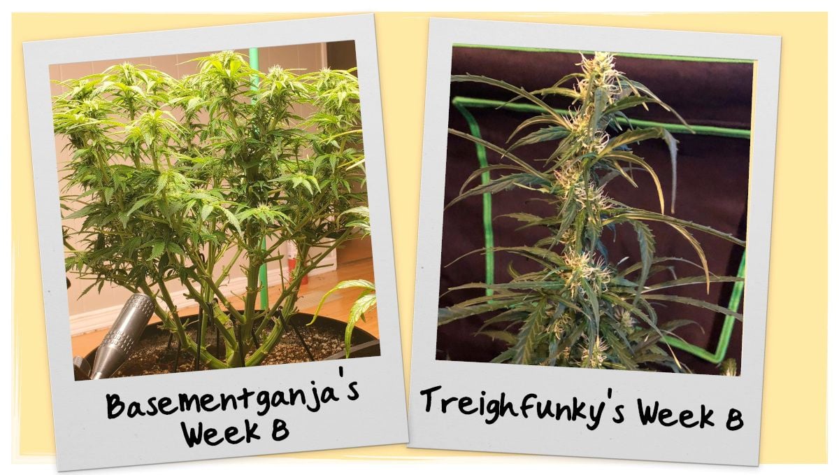 Week 8 Grow Progress