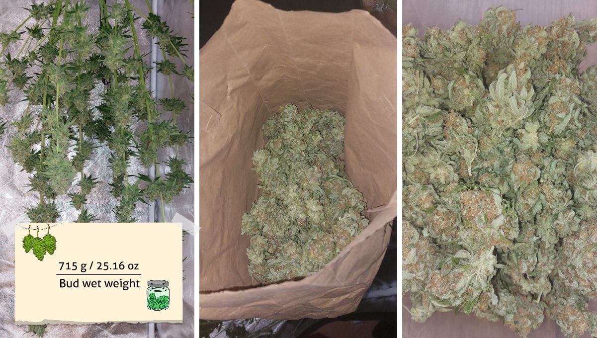 Wedding Cheesecake FF cannabis strain: yield | a plant hung upside down to dry and its buds in a brown paper bag Wedding Cheesecake FF cannabis strain: yield | a plant hung upside down to dry and its buds in a brown paper bag