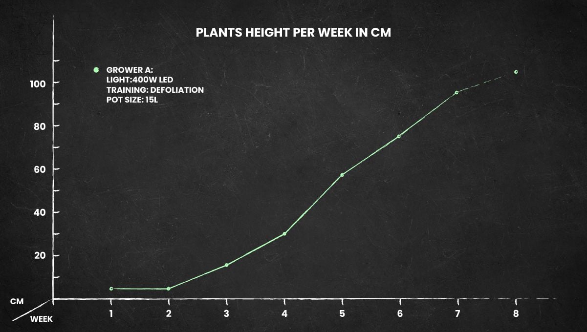 Gorilla Auto cannabis strain: height chart for the entire grow.