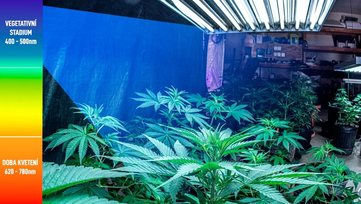 Nejlepší světelný režim pro konopí ve vegetativním stádiu: světelné spektrum pro rostliny ve vegetativním stádiu