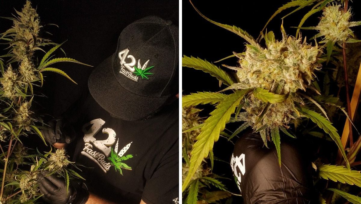 Strawberry Gorilla Auto Cannabissorte: mittlere Blütephase (Massephase) | Wochen 8-9 | ein Grower, der sich um seine blühende Pflanze kümmert und ihre zentrale Cola mit schweren Blüten.