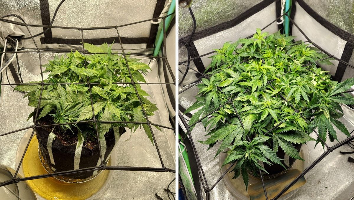 Super Lemon Haze Auto cannabis strain: mid veg | weeks 3-4 | a short but wide autoflower with multiple tops trained with a ScrOG net
