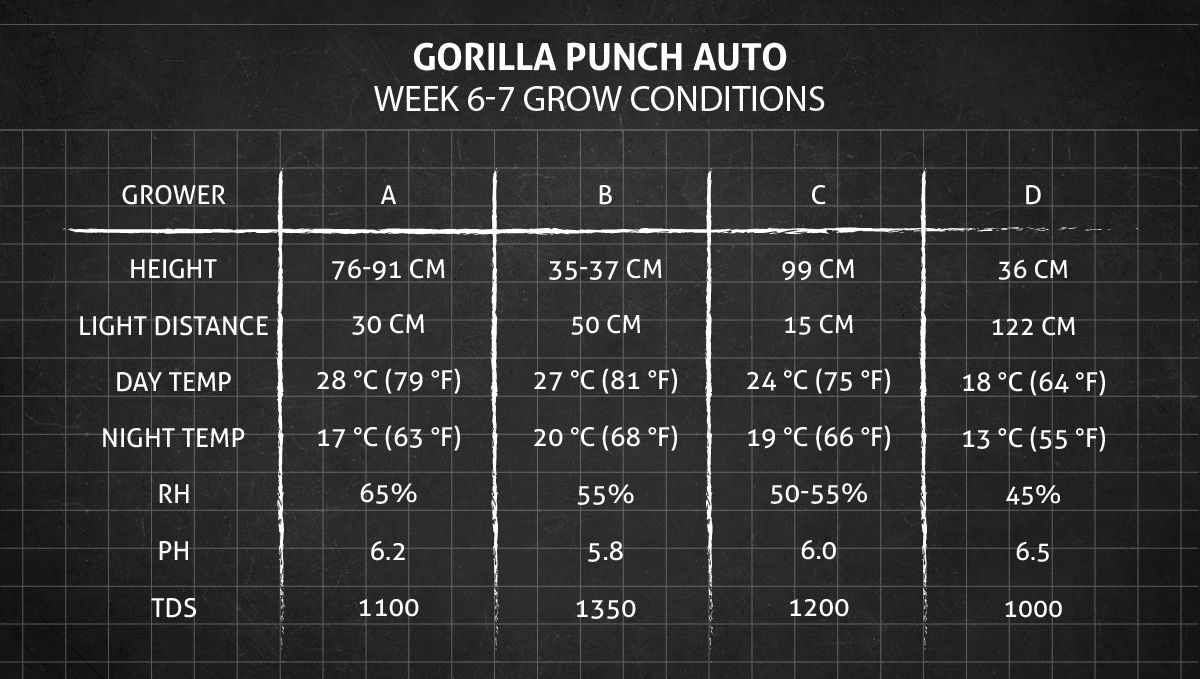 Gorilla Punch Auto cannabis strain: weeks 6-7 grow conditions