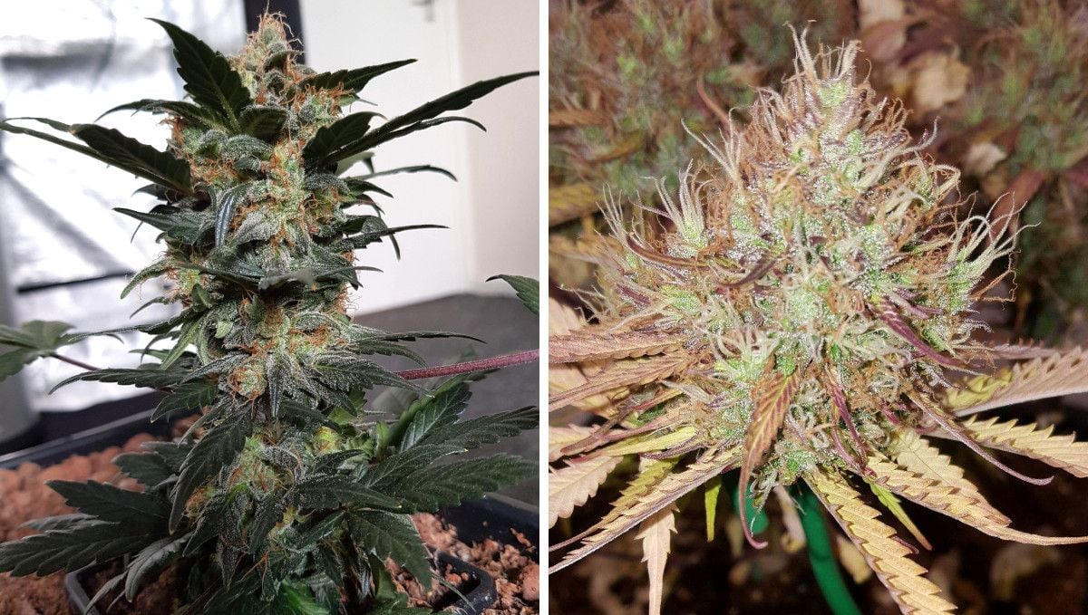 Auto Mazar cannabis strain: ripening and harvest | weeks 10 | two shots comparing mature buds right before harvest