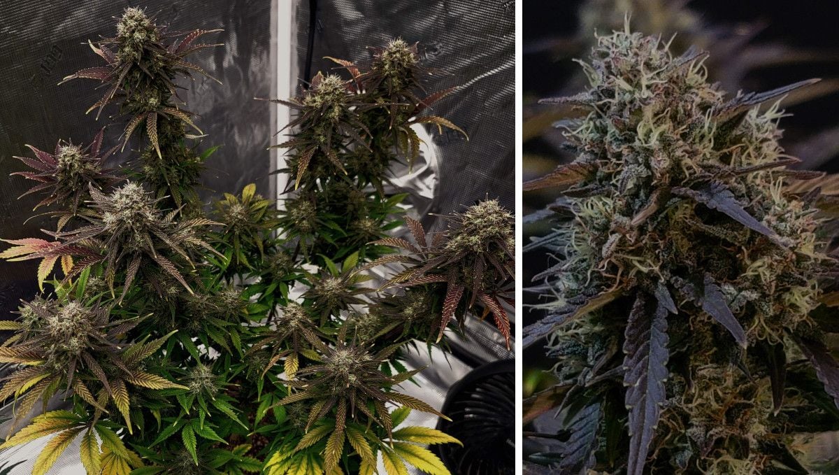 Banana Purple Punch Auto cannabis strain: ripening and harvest | weeks 10- | a mature faded marijuana plant before harvest