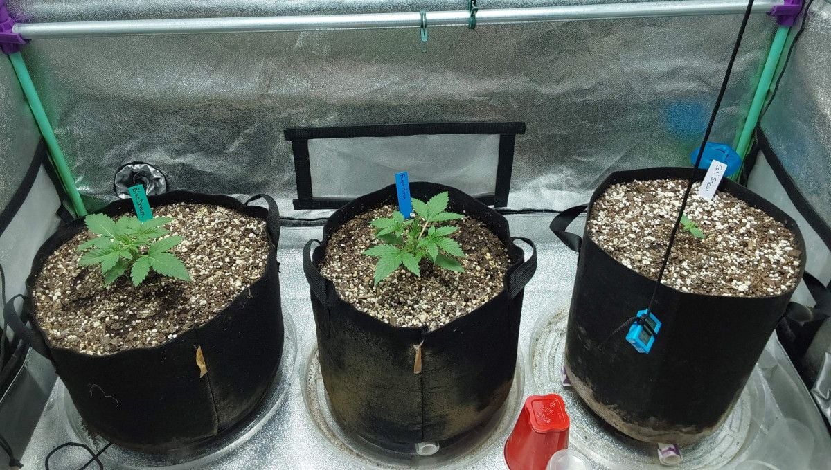 Blue Dream Auto cannabis strain: early veg | week 2