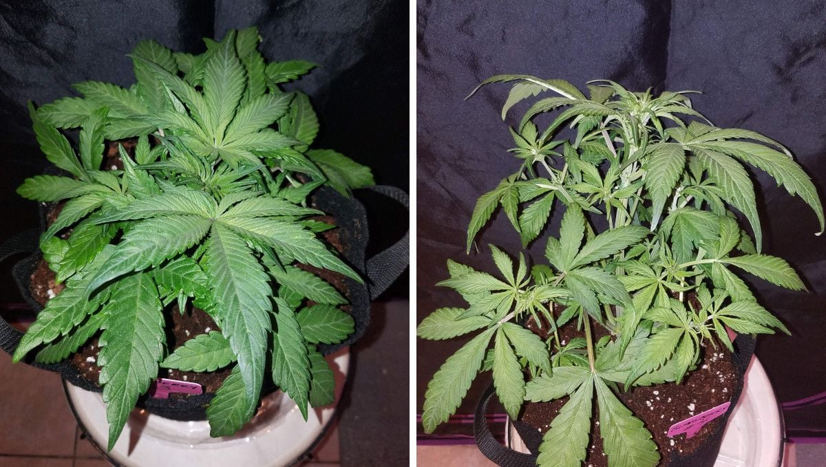 Blackberry Auto cannabis strain: mid veg | weeks 3-4 | an indoor plant slowly taking off Blackberry Auto cannabis strain: mid veg | weeks 3-4 | an indoor plant slowly taking off