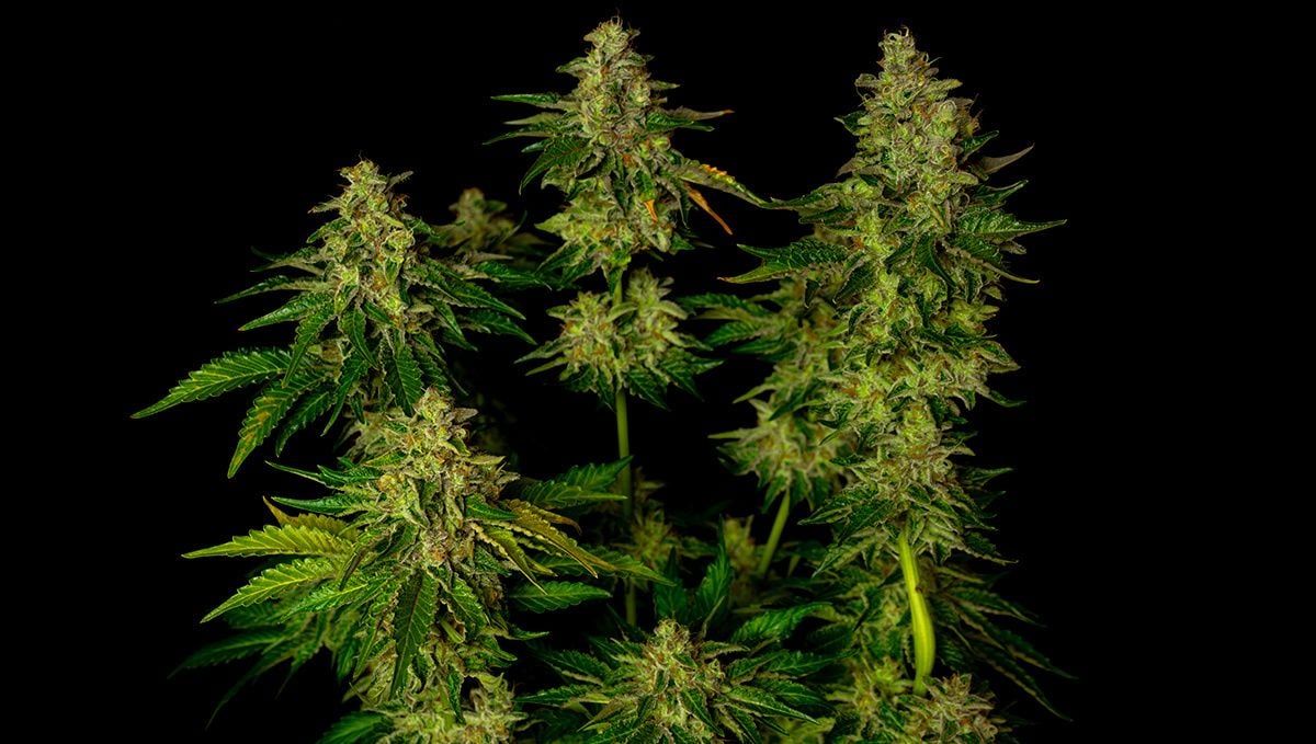 The top 5 best autoflower strains for insomnia: afghan kush auto The top 5 best autoflower strains for insomnia: afghan kush auto