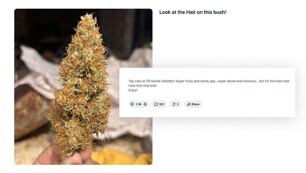 Gorilla Zkittlez