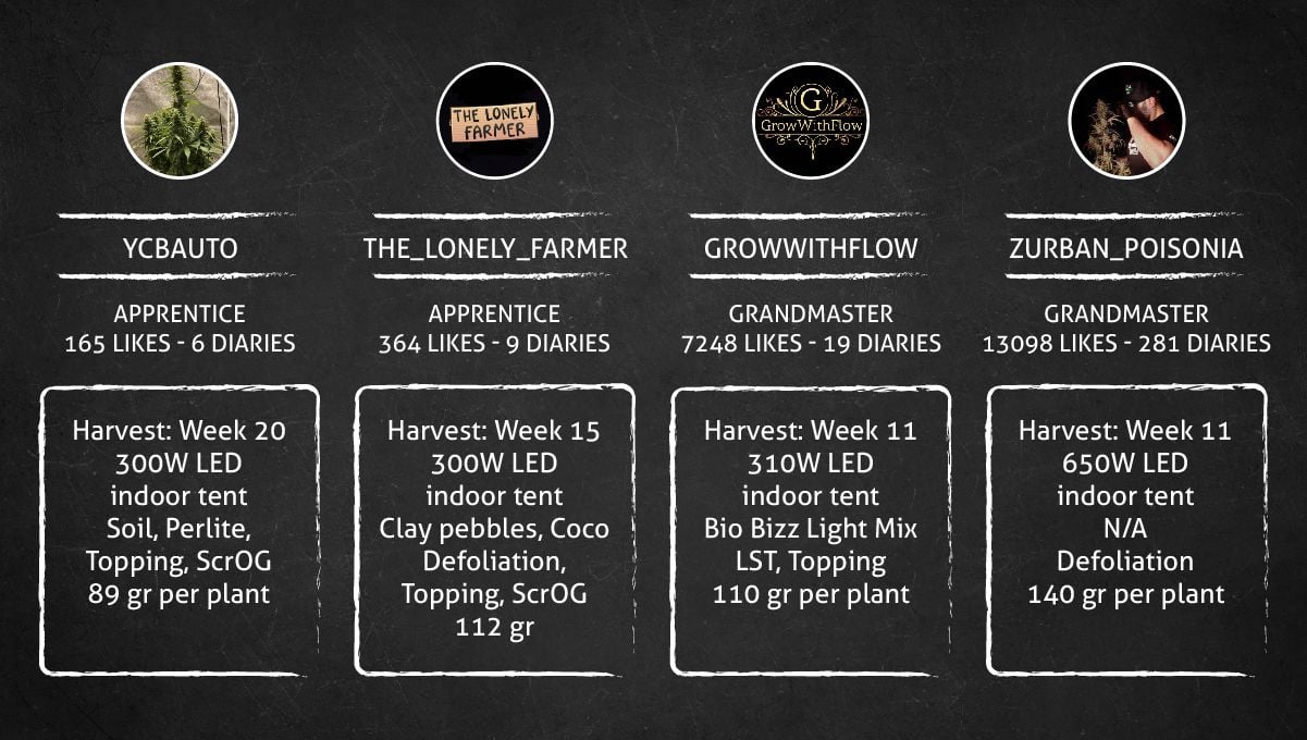 Wedding Cheesecake FF cannabis strain: outcome Wedding Cheesecake FF cannabis strain: outcome