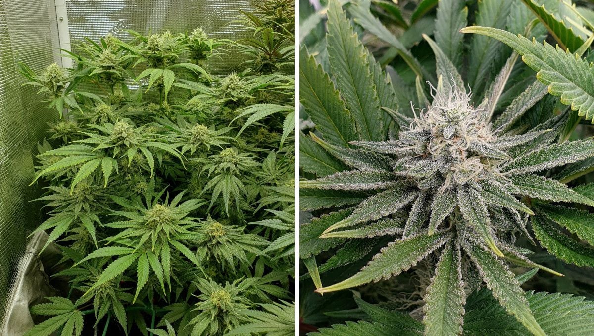 Tropicana Cookies FF cannabis strain: mid flower (bulk phase) | weeks 10-11 | a low-profile indoor plant with forming top buds and slightly fading leaves plus a closeup of one immature-looking but resinous top bud