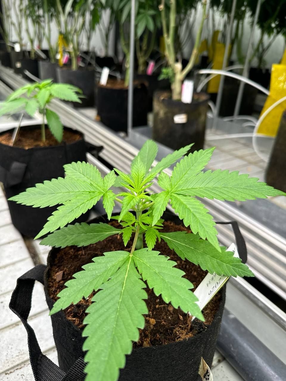 Gorilla Cookies Auto