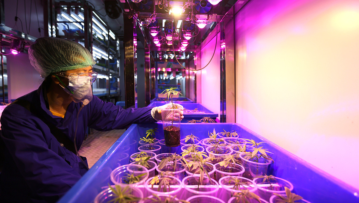 Thai Government to Give Out 1 Million Cannabis Plants to Home Growers: A man in a protective mask, glasses, and gloves working with cannabis clones grown in transparent plastic cups filled with soil