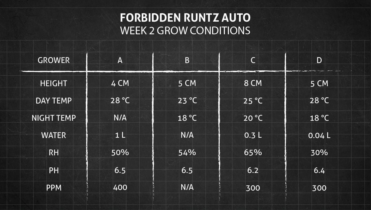 Forbidden Runtz Auto Cannabis Strain Week-by-Week Guide: Week 2 grow conditions