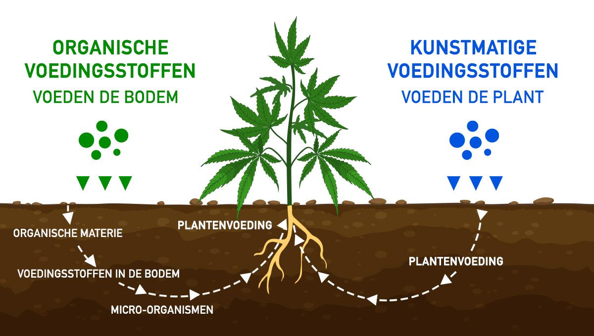 Het beste voedingsschema voor zelfbloeiende planten: Organisch vs kunstmatig Het beste voedingsschema voor zelfbloeiende planten: Organisch vs kunstmatig